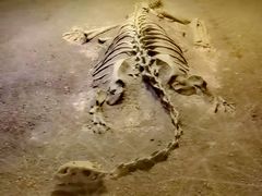 -世界恐龙谷景区