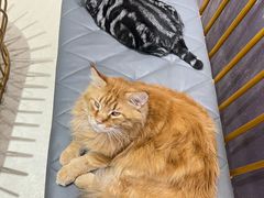 -藏猫猫咖啡主题馆(中央大道店)