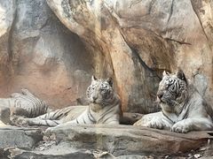 -灵玲国际马戏城
