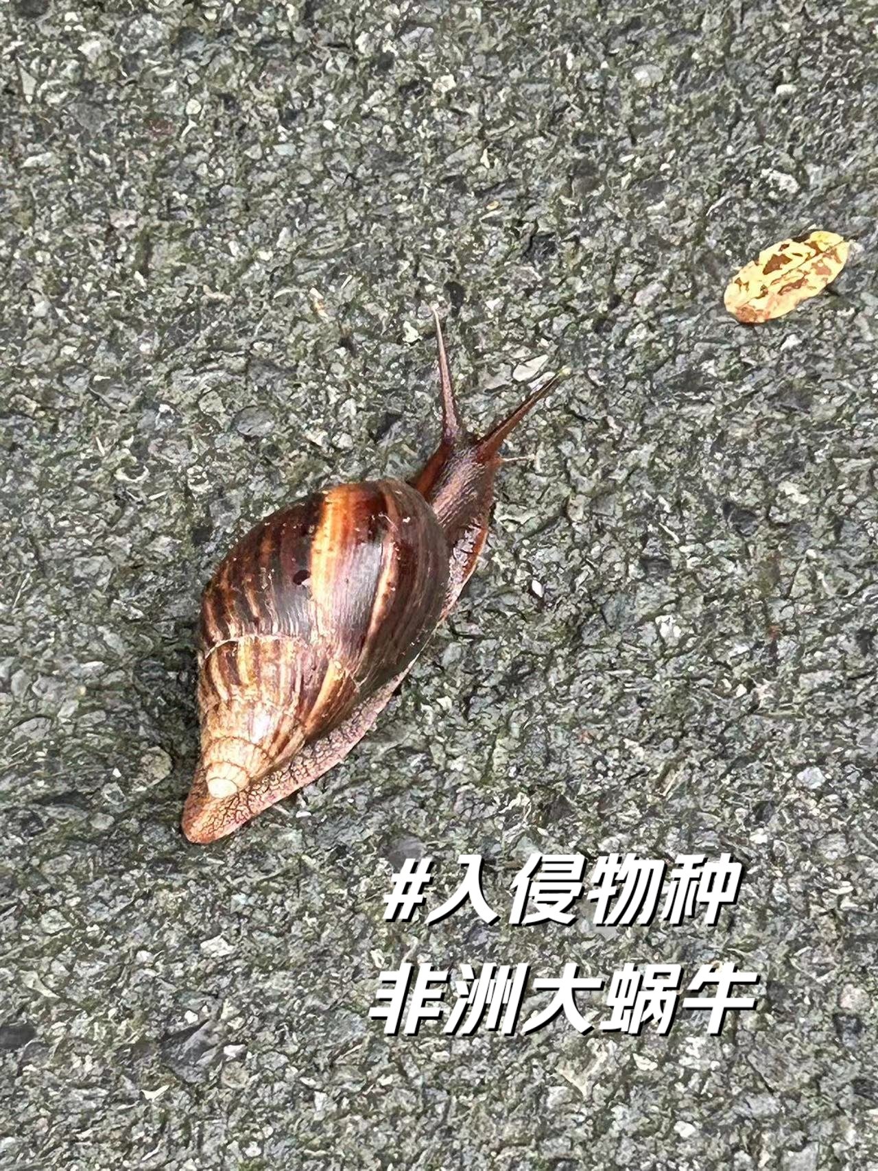 最大的蜗牛恐怖图片