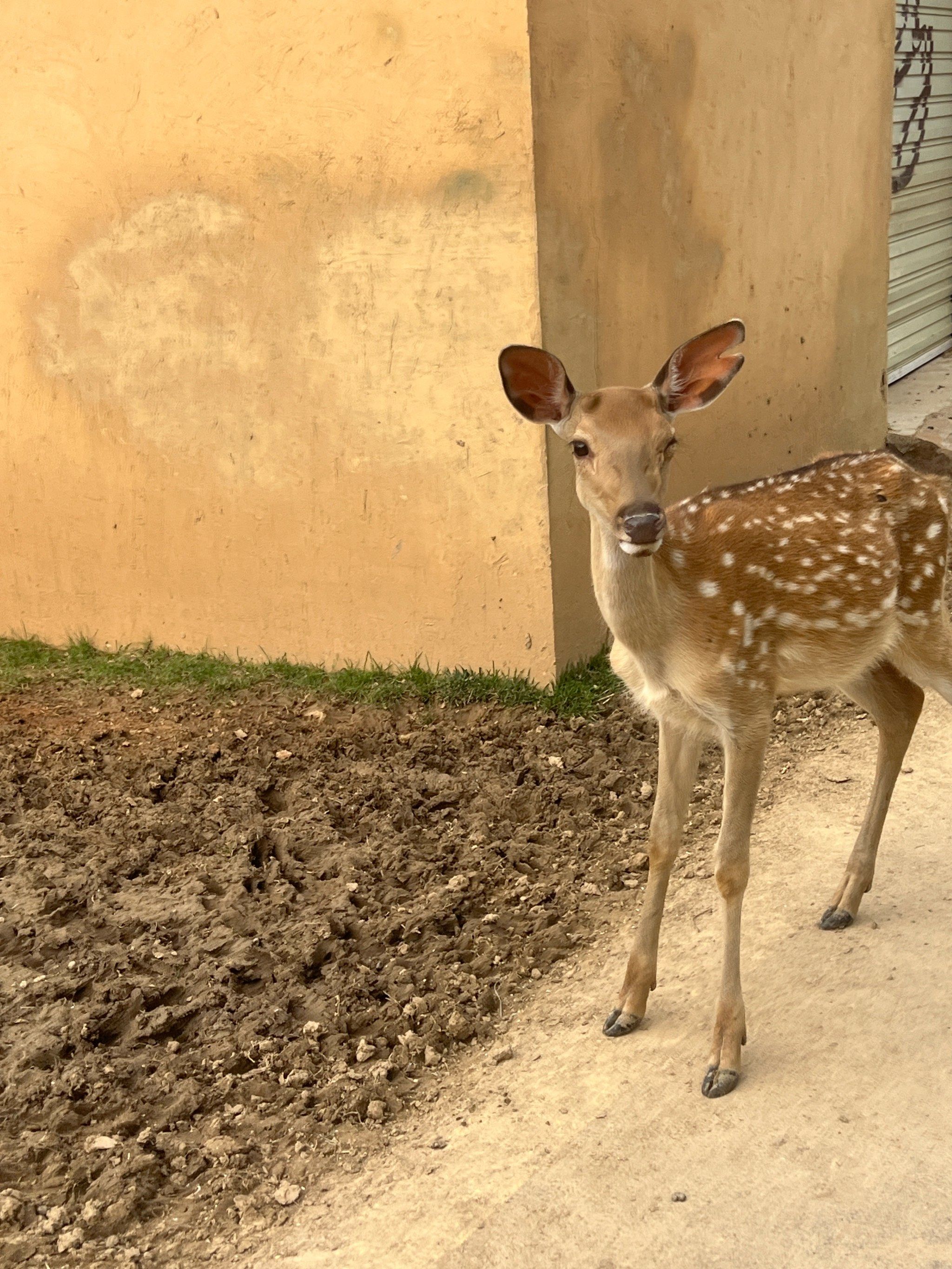 河南版奈良的小鹿