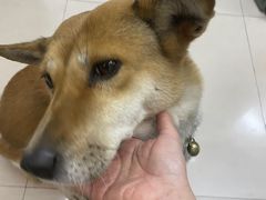 -嘉馨宠物医院·CT影像转诊·心脏科·犬猫全科诊疗中心(下沙大学城院区)