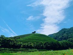 -龙坞茶村