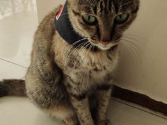 -创凡宠物医院·骨专科  猫科中心(西乡分院)
