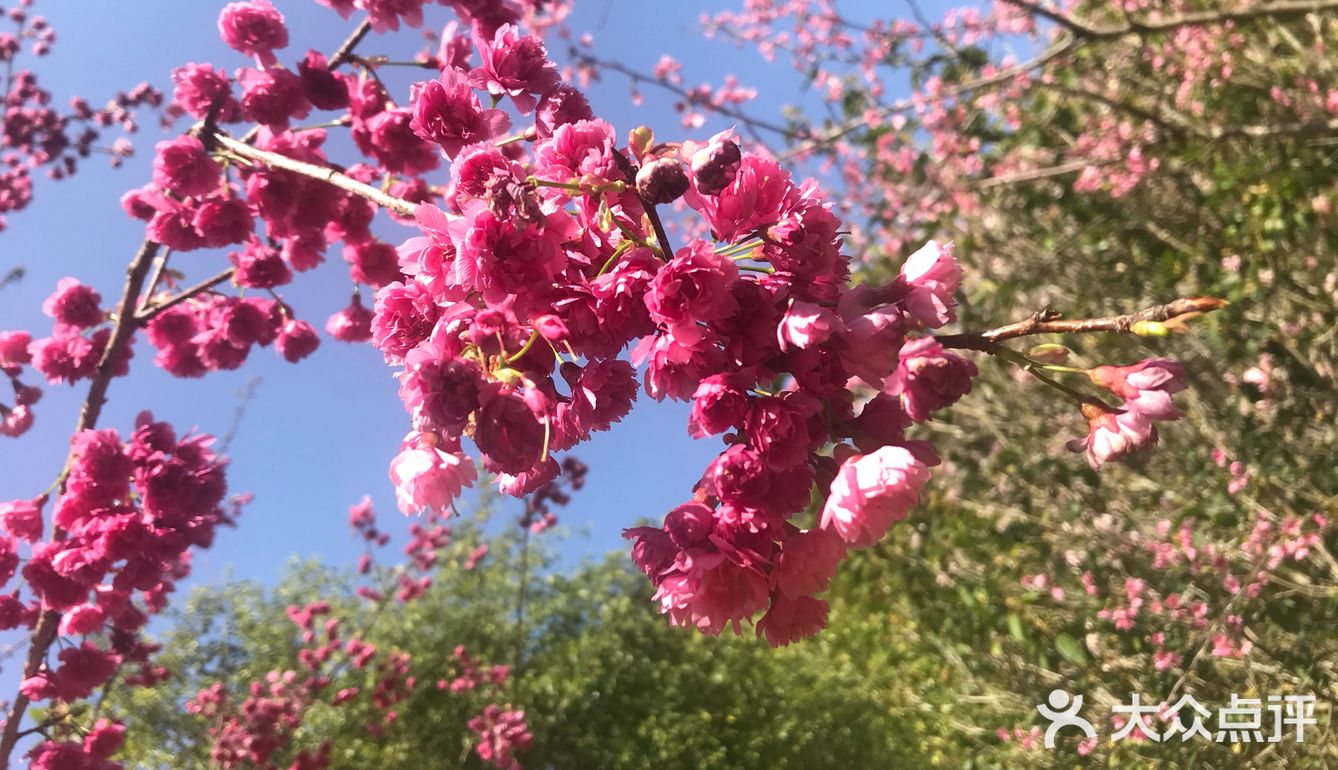 虽然没有樱花,山茶花桃花还是不错的