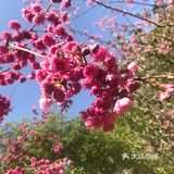 虽然没有樱花,山茶花桃花还是不错的