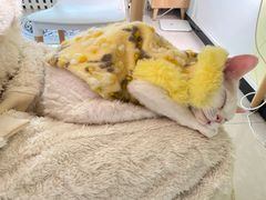 -猫大福·Fortune Cat猫舍(百子湾店)