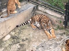 -深圳野生动物园