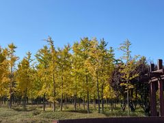 -永定河休闲森林公园