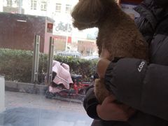 -瑞派福兴宠物医院犬猫全科·骨科·中西医结合(河东店)