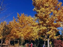 -北京西山国家森林公园