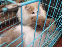 -志龙皇冠吃货椰子铺