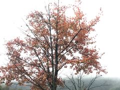 -千岛湖石林