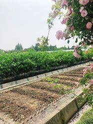 -太湖雪蚕桑文化园
