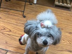 -志龙皇冠吃货椰子铺