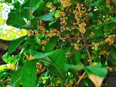 -亭林园-华藏寺