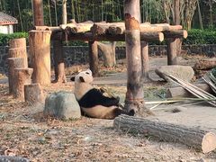 -都江堰中华大熊猫苑