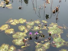 -重元寺香积厨素斋馆