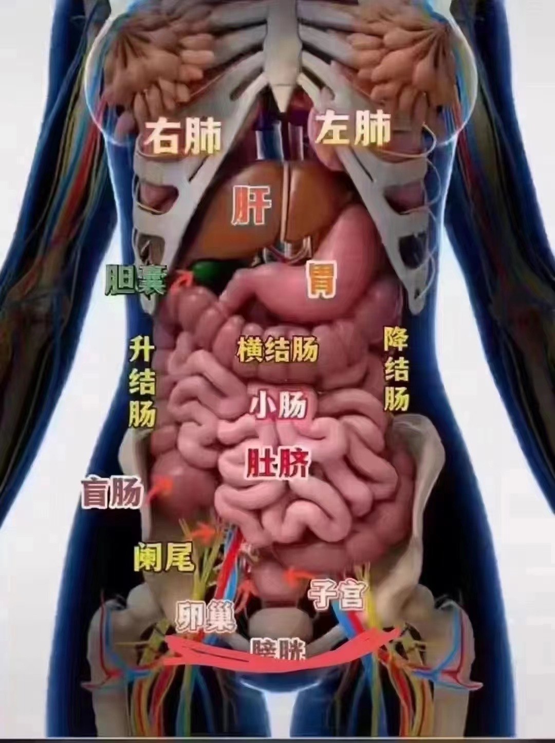 左下腹器官男性图片