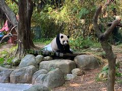 -广州长隆野生动物世界