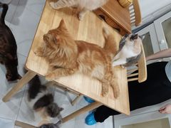 -楼上猫咖(罗湖店)
