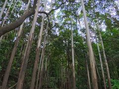 -黄埔油麻山森林公园