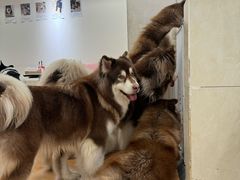 -Let's go狗咖·猫咖·奶狗·桌游(春熙路IFS店)