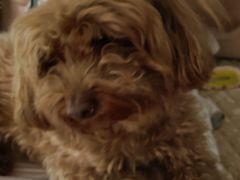 -安安宠医·安宠宠物医院