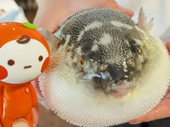 -肆月河豚·新淮扬(金融街店)