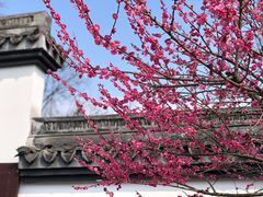 -杭州植物园