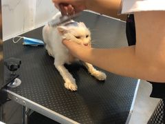 -宠爱国际动物医院·消化内科·心肾内科·ISFM猫友好(望京店)