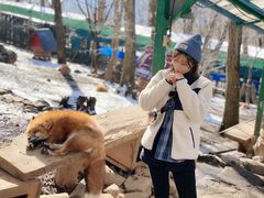 -宫城藏王狐狸村