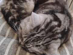 -海边的猫和咖啡馆