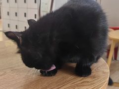 -李小姐の猫咖啡馆(五角场店)