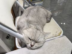 -爱洗澡的猫(望京店)