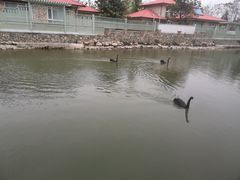 -芭东小镇温泉
