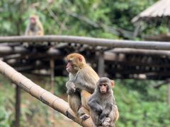 -西双版纳原始森林公园