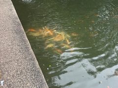 -西湖外事游船(花港观鱼码头)