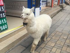 -老石黑山羊毛驴肉火锅(金凯广场店)