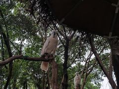 -广州长隆飞鸟乐园