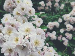 -诗经里
