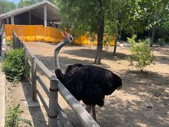 -大连森林动物园