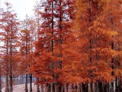 -白鹭湾湿地公园