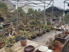 -龙大花卉苗木市场