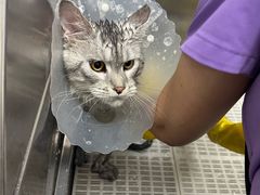 -北京观赏动物医院·24小时大型综合·猫专科·异宠专科