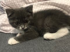 -喵zoo家庭繁育猫舍(尖东智能花园店)