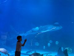 -烟台海昌鲸鲨海洋公园