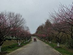 -上海海湾国家森林公园