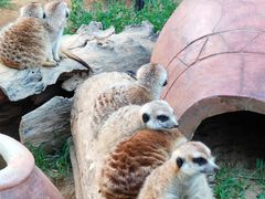 -大连森林动物园