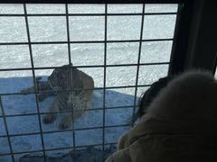 -横道河子东北虎林园